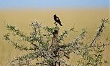 Fan-tailed Widowbird